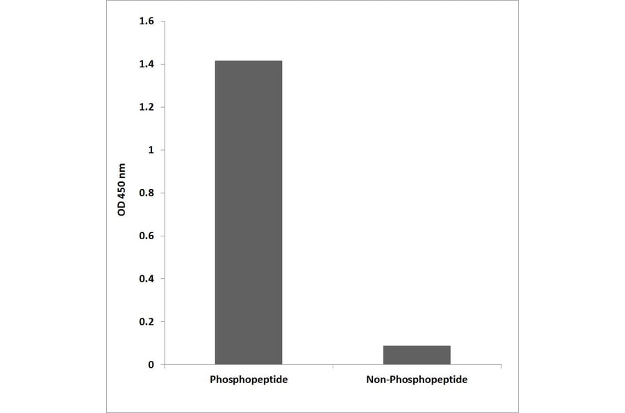 ELISA - Anti-HER3 (phospho Tyr1197) Antibody (P12-1115) - Antibodies.com