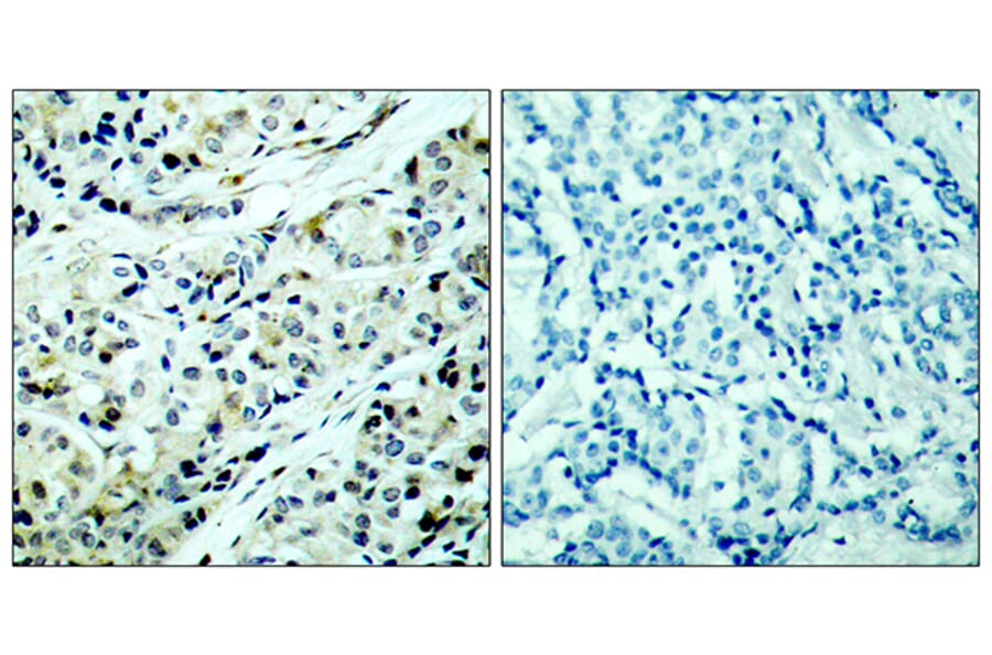 Immunohistochemistry - Anti-HDAC5 (phospho Ser498) Antibody (A7101) - Antibodies.com