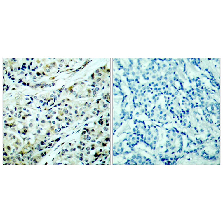 Immunohistochemistry - Anti-HDAC5 (phospho Ser498) Antibody (A7101) - Antibodies.com
