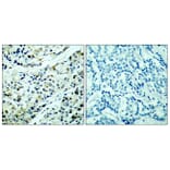 Immunohistochemistry - Anti-HDAC5 (phospho Ser498) Antibody (A7101) - Antibodies.com