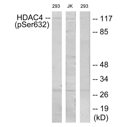 Western Blot - Anti-HDAC4 (phospho Ser632) Antibody (A7100) - Antibodies.com