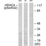 Western Blot - Anti-HDAC4 (phospho Ser632) Antibody (A7100) - Antibodies.com