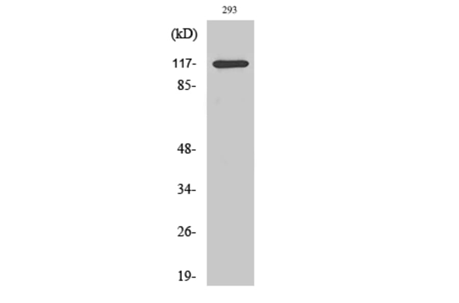 Western Blot - Anti-HDAC4 (phospho Ser632) Antibody (A7100) - Antibodies.com
