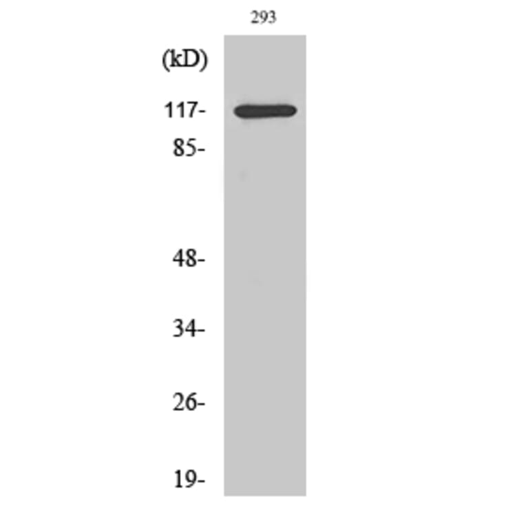 Western Blot - Anti-HDAC4 (phospho Ser632) Antibody (A7100) - Antibodies.com