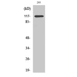 Western Blot - Anti-HDAC4 (phospho Ser632) Antibody (A7100) - Antibodies.com