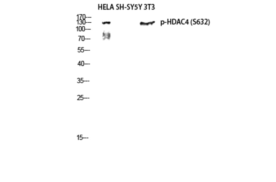 Western Blot - Anti-HDAC4 (phospho Ser632) Antibody (A7100) - Antibodies.com