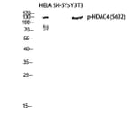 Western Blot - Anti-HDAC4 (phospho Ser632) Antibody (A7100) - Antibodies.com