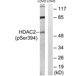Western Blot - Anti-HDAC2 (phospho Ser394) Antibody (A7099) - Antibodies.com