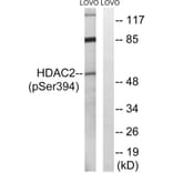 Western Blot - Anti-HDAC2 (phospho Ser394) Antibody (A7099) - Antibodies.com