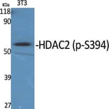 Western Blot - Anti-HDAC2 (phospho Ser394) Antibody (A7099) - Antibodies.com