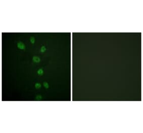 Immunofluorescence - Anti-GATA4 (phospho Ser105) Antibody (A0935) - Antibodies.com