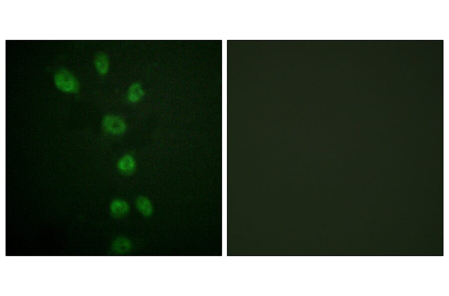 Immunofluorescence - Anti-GATA4 (phospho Ser105) Antibody (A0935) - Antibodies.com