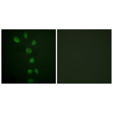 Immunofluorescence - Anti-GATA4 (phospho Ser105) Antibody (A0935) - Antibodies.com