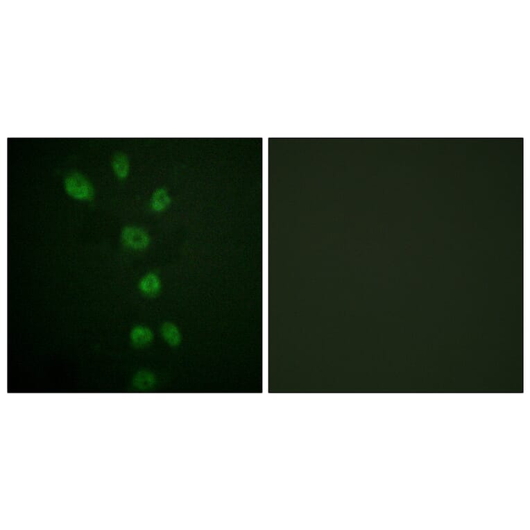 Immunofluorescence - Anti-GATA4 (phospho Ser105) Antibody (A0935) - Antibodies.com