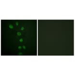 Immunofluorescence - Anti-GATA4 (phospho Ser105) Antibody (A0935) - Antibodies.com