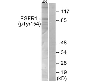 Western Blot - Anti-FGFR1 (phospho Tyr154) Antibody (A7084) - Antibodies.com