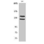 Western Blot - Anti-FGFR1 (phospho Tyr154) Antibody (A7084) - Antibodies.com