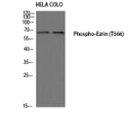 Western Blot - Anti-Ezrin (phospho Thr566) Antibody (A7079) - Antibodies.com