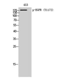 Western Blot - Anti-EGFR (phospho Tyr1172) Antibody (A7063) - Antibodies.com