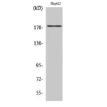 Western Blot - Anti-EGFR (phospho Tyr1110) Antibody (A7062) - Antibodies.com