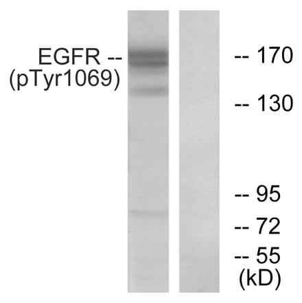 Western Blot - Anti-EGFR (phospho Tyr1069) Antibody (A0912) - Antibodies.com