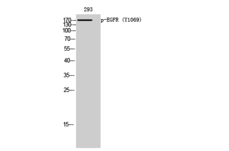 Western Blot - Anti-EGFR (phospho Tyr1069) Antibody (A0912) - Antibodies.com