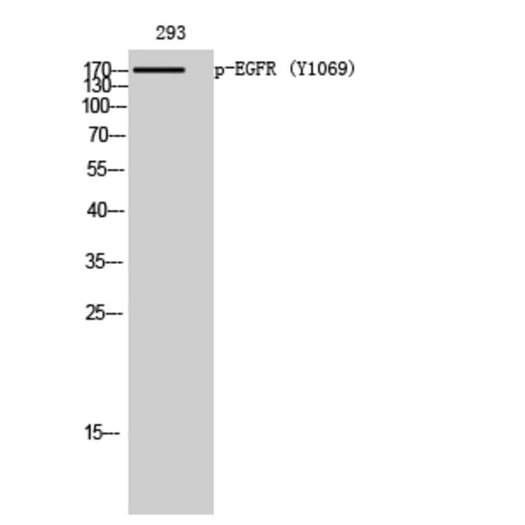 Western Blot - Anti-EGFR (phospho Tyr1069) Antibody (A0912) - Antibodies.com