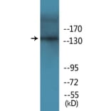 Western Blot - Anti-EGFR (phospho Tyr1069) Antibody (P12-1098) - Antibodies.com