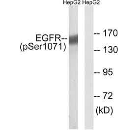 Western Blot - Anti-EGFR (phospho Ser1071) Antibody (A8025) - Antibodies.com