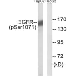 Western Blot - Anti-EGFR (phospho Ser1071) Antibody (A8025) - Antibodies.com