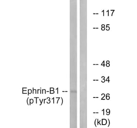 Western Blot - Anti-EFNB1 (phospho Tyr317) Antibody (A0916) - Antibodies.com