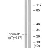 Western Blot - Anti-EFNB1 (phospho Tyr317) Antibody (A0916) - Antibodies.com