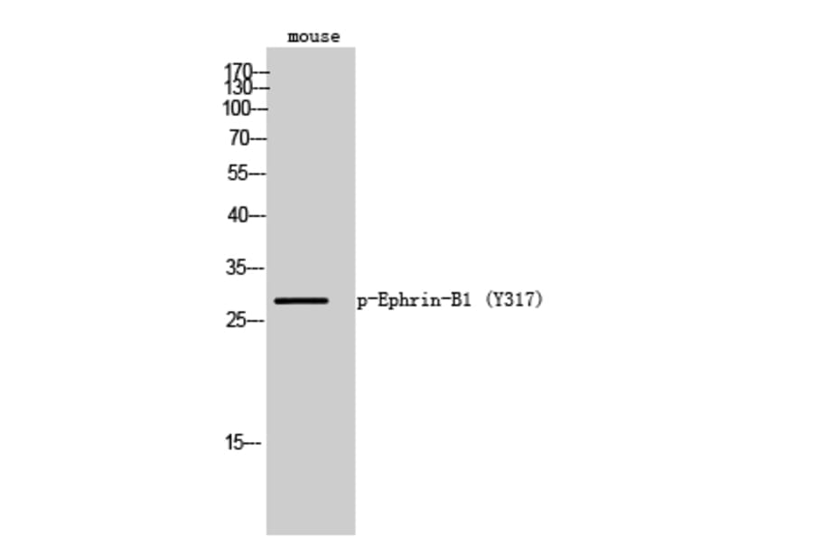 Western Blot - Anti-EFNB1 (phospho Tyr317) Antibody (A0916) - Antibodies.com