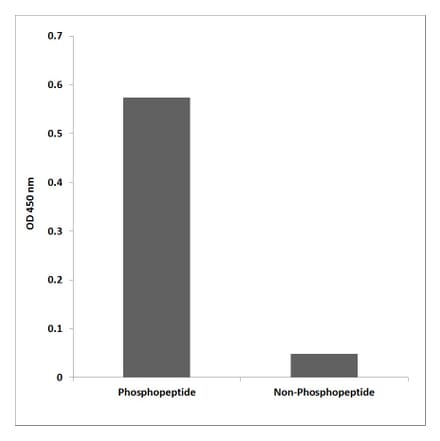 ELISA - Anti-EFNB1 (phospho Tyr317) Antibody (P12-1096) - Antibodies.com