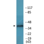 Western Blot - Anti-EFNB1 (phospho Tyr317) Antibody (P12-1096) - Antibodies.com