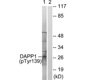 Western Blot - Anti-DAPP1 (phospho Tyr139) Antibody (A0901) - Antibodies.com