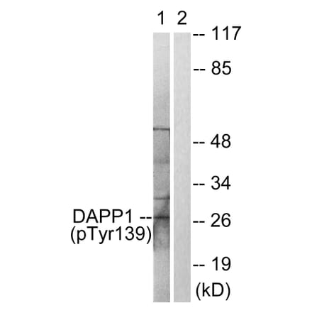 Western Blot - Anti-DAPP1 (phospho Tyr139) Antibody (A0901) - Antibodies.com