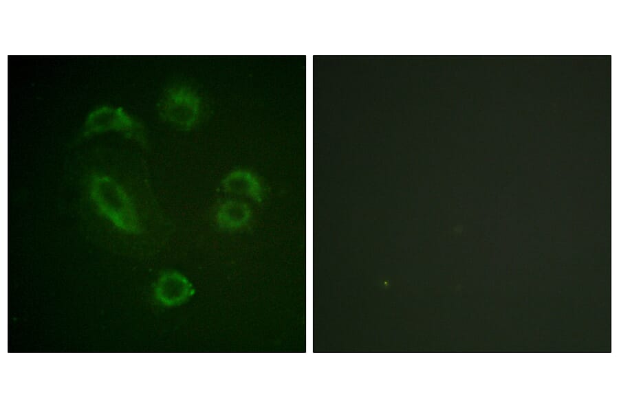Immunofluorescence - Anti-DAPP1 (phospho Tyr139) Antibody (A0901) - Antibodies.com
