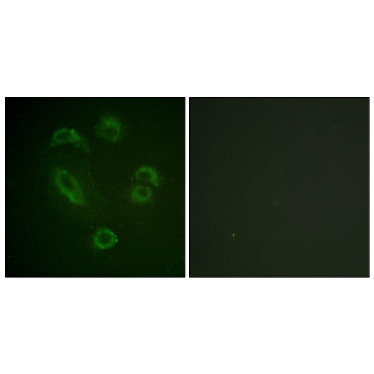 Immunofluorescence - Anti-DAPP1 (phospho Tyr139) Antibody (A0901) - Antibodies.com