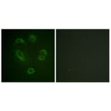 Immunofluorescence - Anti-DAPP1 (phospho Tyr139) Antibody (A0901) - Antibodies.com