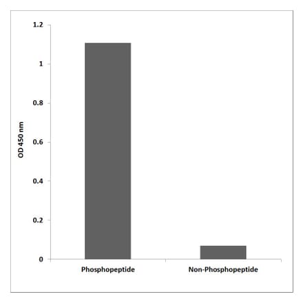 ELISA - Anti-C-RAF (phospho Ser642) Antibody (P12-1093) - Antibodies.com