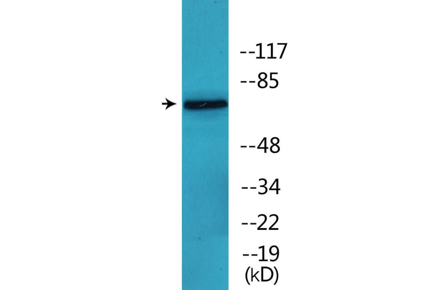 Western Blot - Anti-C-RAF (phospho Ser642) Antibody (P12-1093) - Antibodies.com