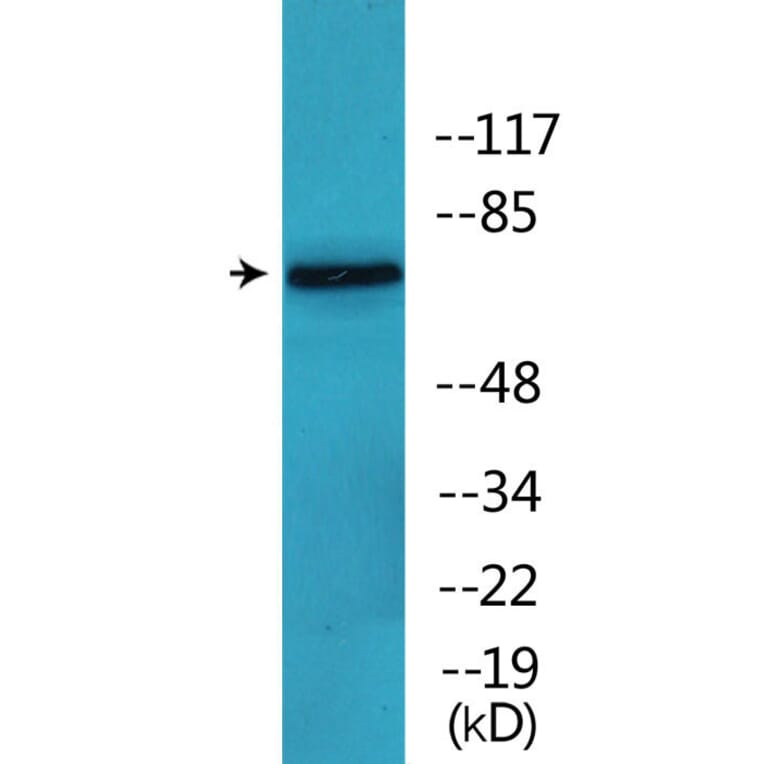 Western Blot - Anti-C-RAF (phospho Ser642) Antibody (P12-1093) - Antibodies.com