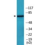 Western Blot - Anti-C-RAF (phospho Ser642) Antibody (P12-1093) - Antibodies.com