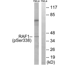 Western Blot - Anti-C-RAF (phospho Ser338) Antibody (A7207) - Antibodies.com