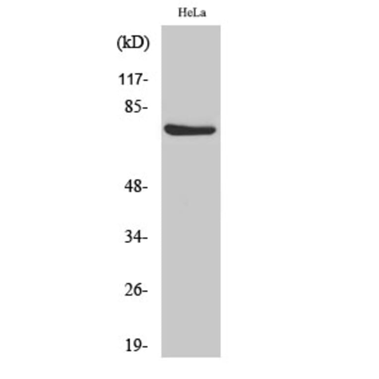 Western Blot - Anti-C-RAF (phospho Ser338) Antibody (A7207) - Antibodies.com