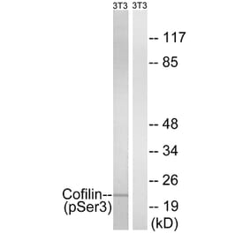 Western Blot - Anti-Cofilin (phospho Ser3) Antibody (A7047) - Antibodies.com