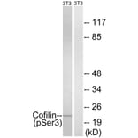 Western Blot - Anti-Cofilin (phospho Ser3) Antibody (A7047) - Antibodies.com