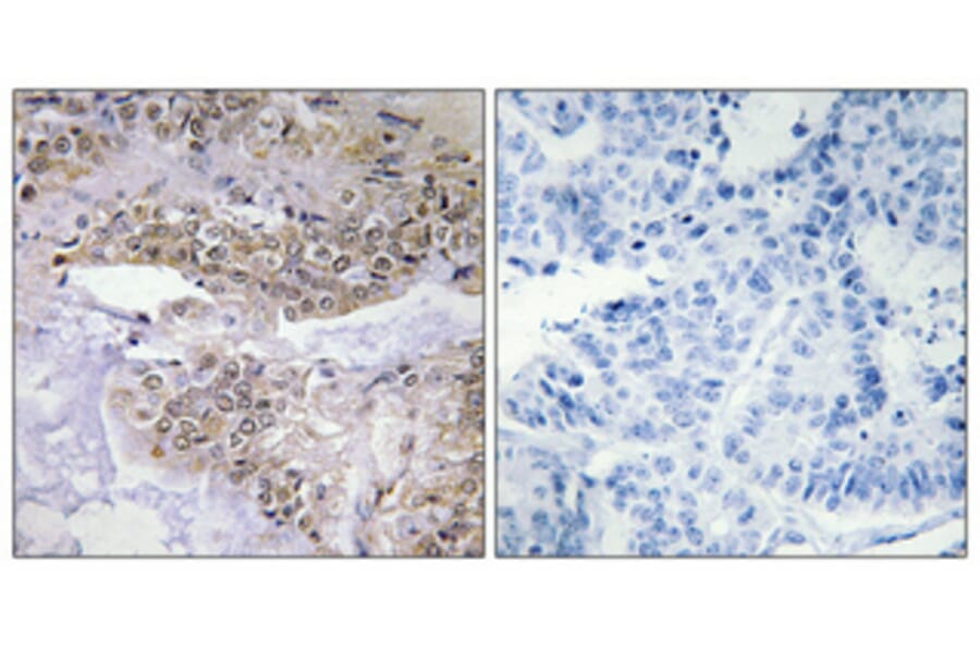 Immunohistochemistry - Anti-Cofilin (phospho Ser3) Antibody (A7047) - Antibodies.com