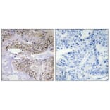 Immunohistochemistry - Anti-Cofilin (phospho Ser3) Antibody (A7047) - Antibodies.com